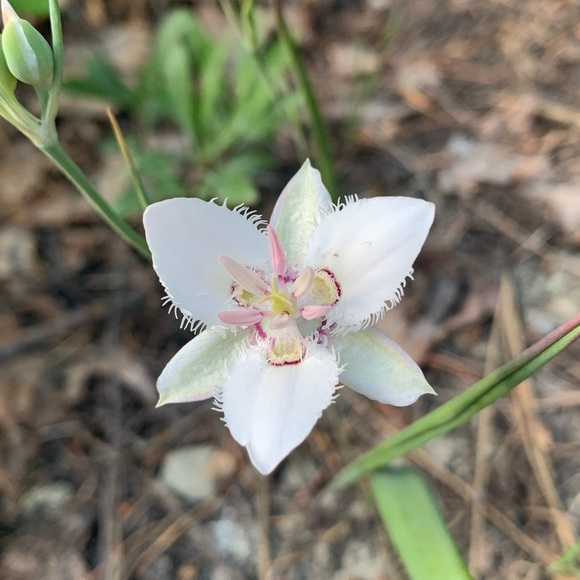 Meet your Posher, Hazel - Picture 1 of 1